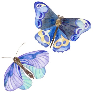 Egzotik kelebek vahşi böcek izole bir suluboya tarzında.