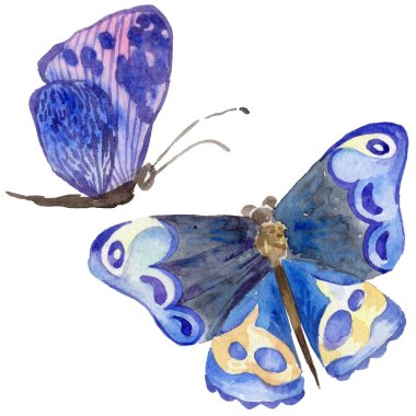 Egzotik kelebek vahşi böcek izole bir suluboya tarzında.