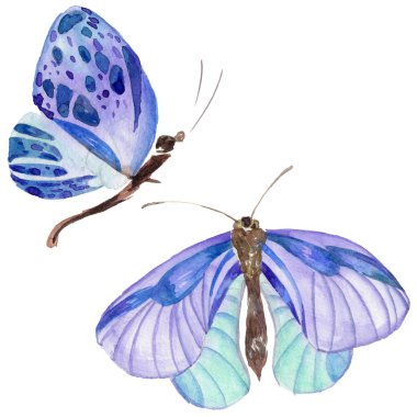 Egzotik kelebek vahşi böcek izole bir suluboya tarzında.