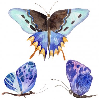 Egzotik kelebek vahşi böcek izole bir suluboya tarzında.