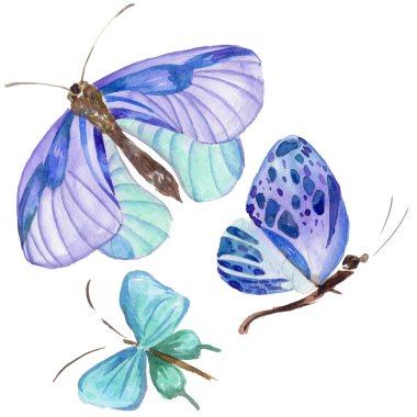 Egzotik kelebek vahşi böcek izole bir suluboya tarzında.