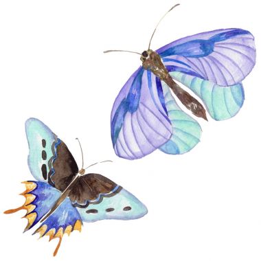 Egzotik kelebek vahşi böcek izole bir suluboya tarzında.