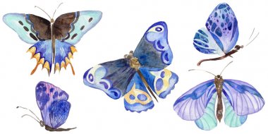 Egzotik kelebek vahşi böcek izole bir suluboya tarzında.