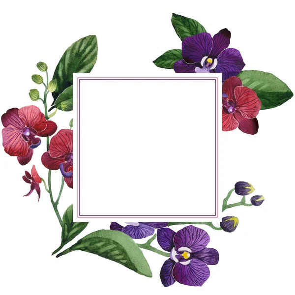 Wildflower orchid flower frame in a watercolor style. — Stock Photo, Image