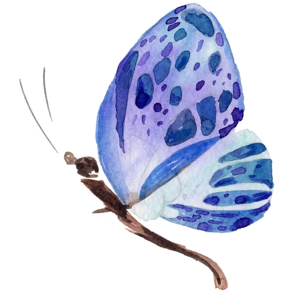 Exotický motýl divoký hmyz ve stylu akvarelu, samostatný. — Stock fotografie