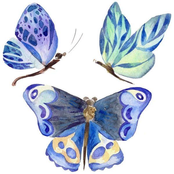 Egzotik kelebek vahşi böcek izole bir suluboya tarzında.