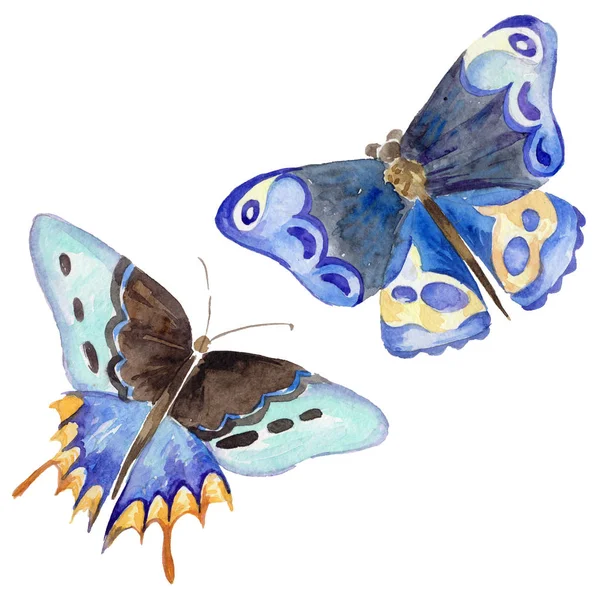 Egzotik kelebek vahşi böcek izole bir suluboya tarzında.