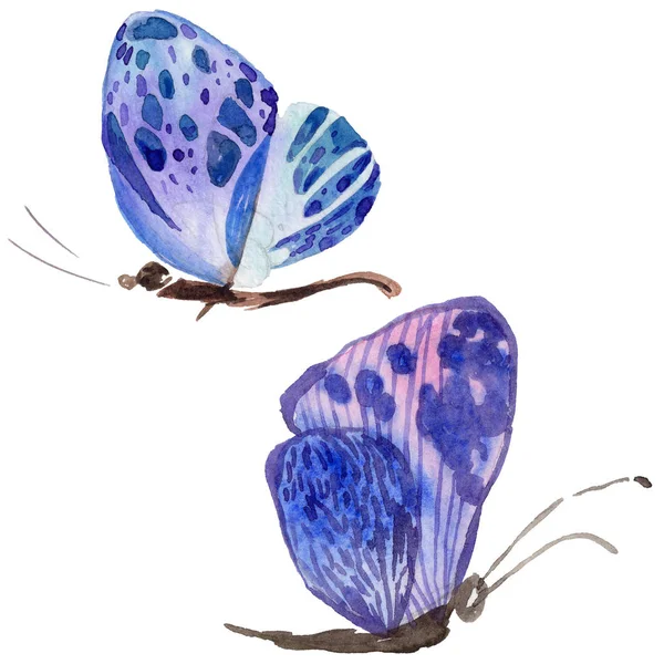 Exotic butterfly wild insect in a watercolor style isolated. — Stock Photo, Image