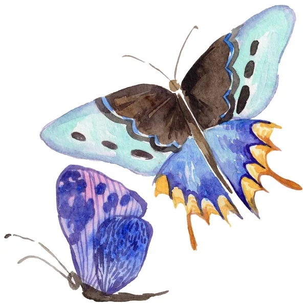 Mariposa exótica insecto salvaje en un estilo de acuarela aislado . —  Fotos de Stock