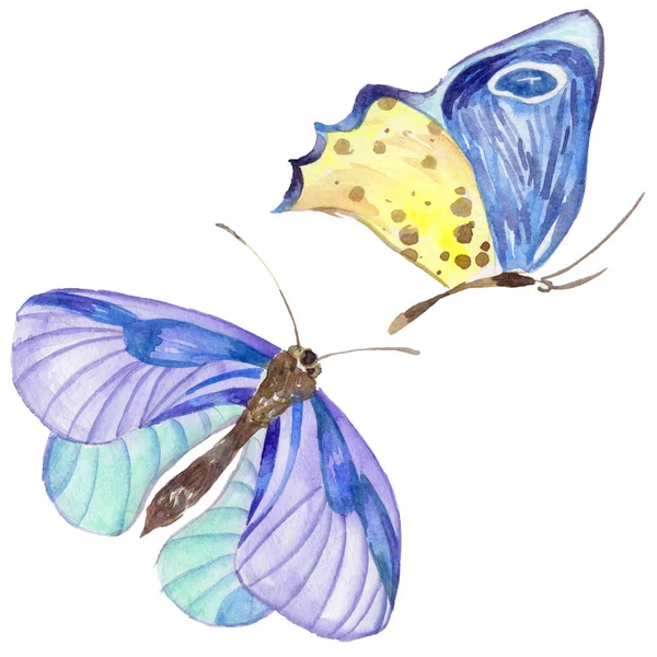 Exotic butterfly wild insect in a watercolor style isolated. — Stock Photo, Image