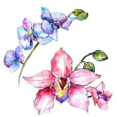 Kır çiçeği orkide çiçek izole bir suluboya tarzında.