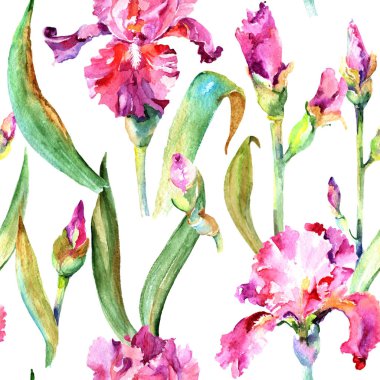 Kır çiçeği Iris çiçek deseni suluboya tarzında.