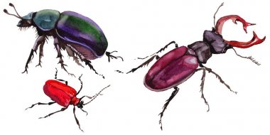 Egzotik böceği vahşi böcek izole bir suluboya tarzında.