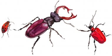 Egzotik böceği vahşi böcek izole bir suluboya tarzında.