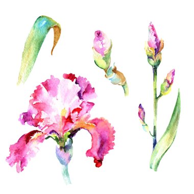Kır çiçeği Iris çiçek izole bir suluboya tarzında.