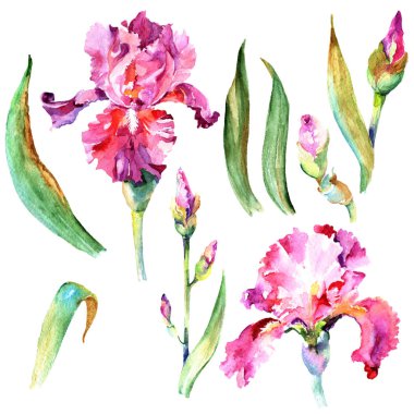 Kır çiçeği Iris çiçek izole bir suluboya tarzında.