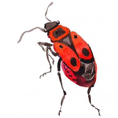 Egzotik böceği vahşi böcek izole bir suluboya tarzında.