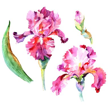 Kır çiçeği Iris çiçek izole bir suluboya tarzında.