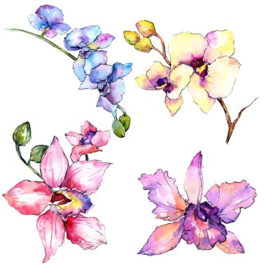 Kır çiçeği orkide çiçek izole bir suluboya tarzında.