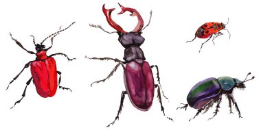 Egzotik böceği vahşi böcek izole bir suluboya tarzında.