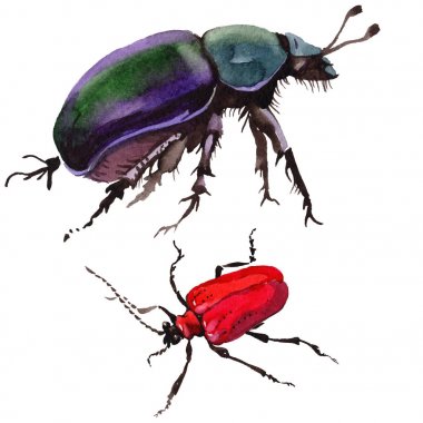 Egzotik böceği vahşi böcek izole bir suluboya tarzında.