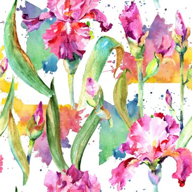 Kır çiçeği Iris çiçek deseni suluboya tarzında.