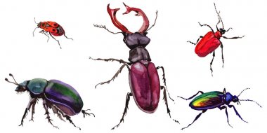 Egzotik böceği vahşi böcek izole bir suluboya tarzında.