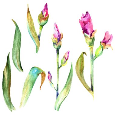 Kır çiçeği Iris çiçek izole bir suluboya tarzında.