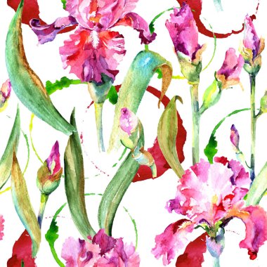 Kır çiçeği Iris çiçek deseni suluboya tarzında.