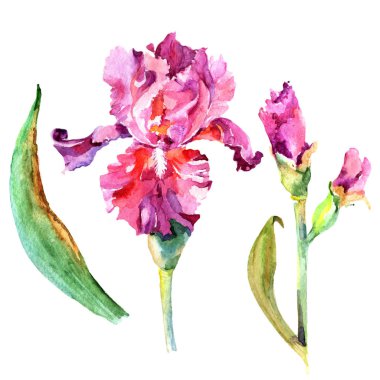 Kır çiçeği Iris çiçek izole bir suluboya tarzında.