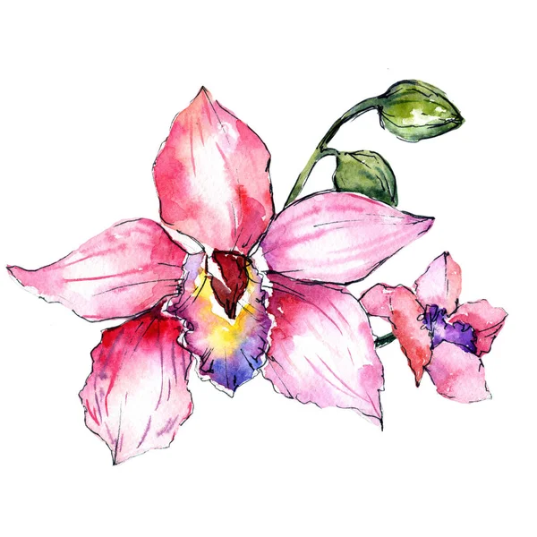 Flor de orquídea silvestre em um estilo aquarela isolado . — Fotografia de Stock