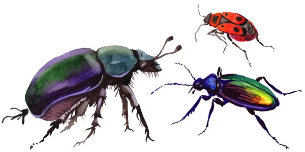 Egzotyczne chrząszcz dziki owadów w stylu przypominającym akwarele na białym tle. — Zdjęcie stockowe