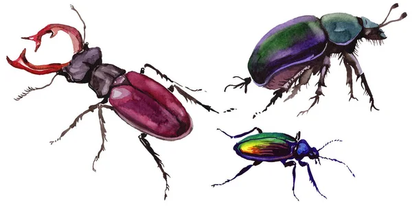 Egzotikus bogár vadon élő rovarok elszigetelt akvarell stílusú. — Stock Fotó