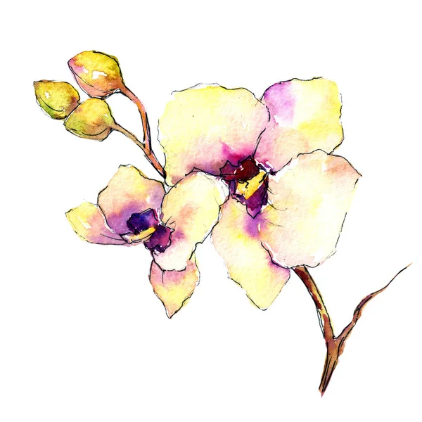 Fleurs d'orchidée sauvage dans un style aquarelle isolé . — Photo