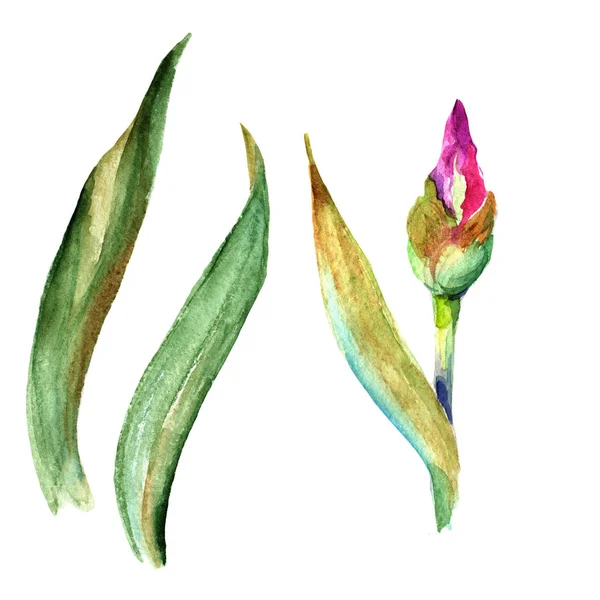 Το λουλούδι Ίρις αγριολούλουδα σε στυλ υδροχρώματος απομονωμένες. — Φωτογραφία Αρχείου