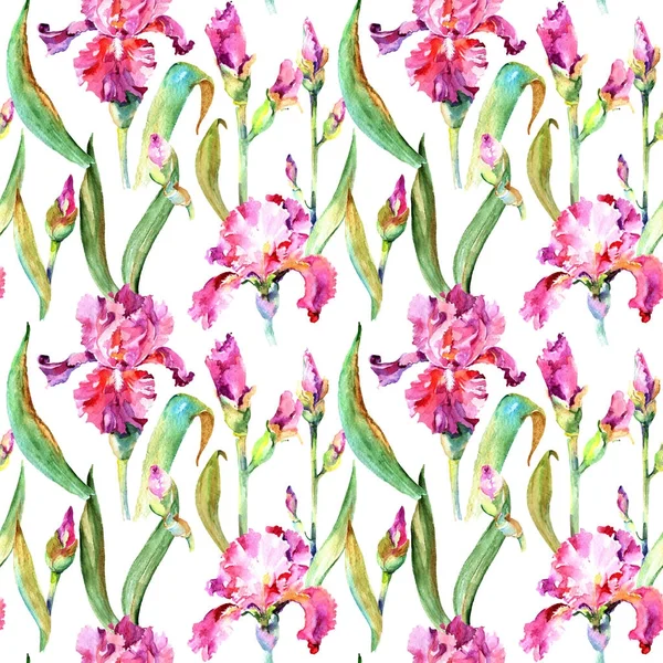 Wildflower ίριδας λουλούδι μοτίβο σε στυλ υδροχρώματος. — Φωτογραφία Αρχείου