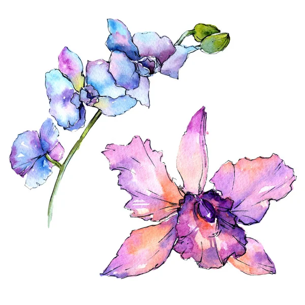 Wildflower orchidej květina ve stylu akvarelu, samostatný. — Stock fotografie