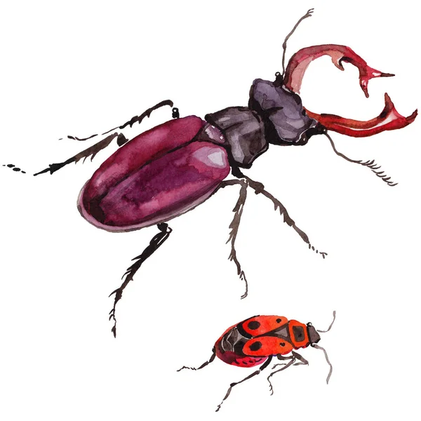 Екзотичні жуки дикі комахи в акварельному стилі ізольовані . — стокове фото