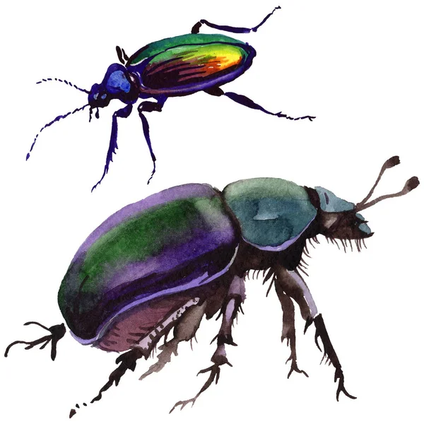 Exotic beetle wild insect in a watercolor style isolated. — Stock Photo, Image