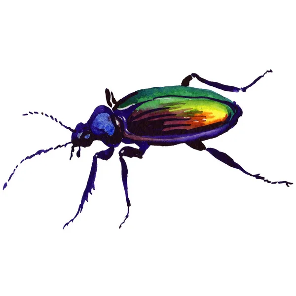 Exotiska skalbagge vilda insekt i akvarell stil isolerade. — Stockfoto