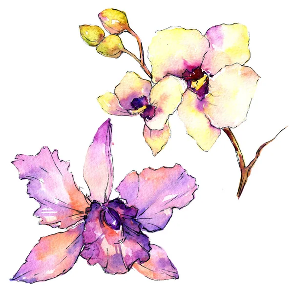 Fleurs d'orchidée sauvage dans un style aquarelle isolé . — Photo