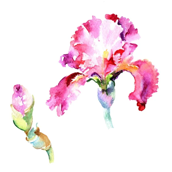 Wildflower iris flower w stylu przypominającym akwarele na białym tle. — Zdjęcie stockowe