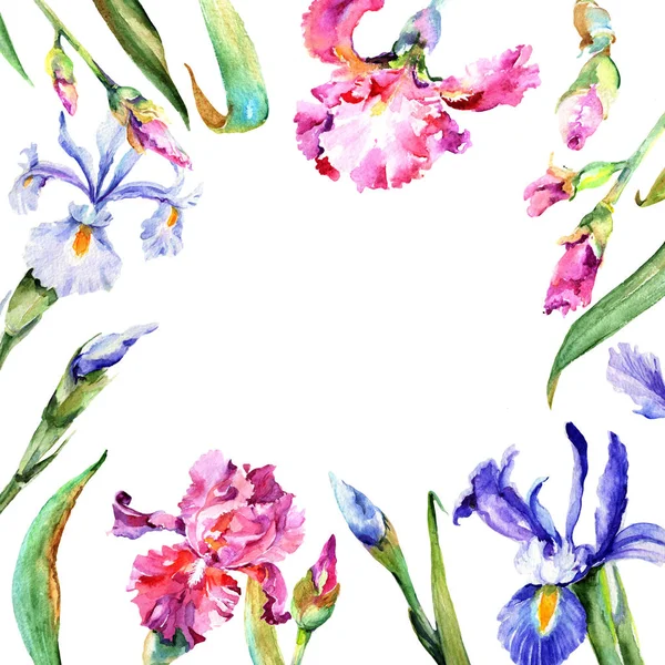 Cadre fleur iris fleur sauvage dans un style aquarelle . — Photo