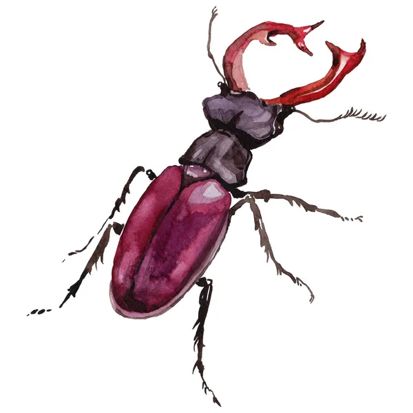 Exotic beetle wild insect in a watercolor style isolated. — Stock Photo, Image