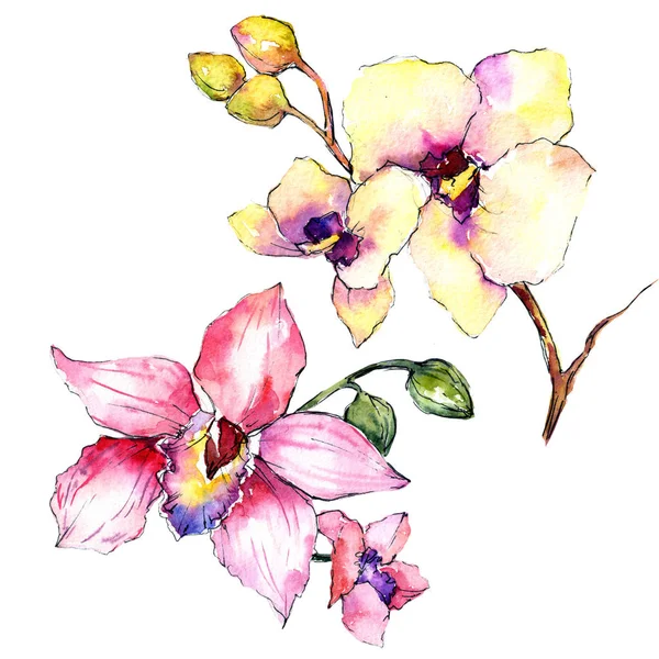 Fleurs d'orchidée sauvage dans un style aquarelle isolé . — Photo