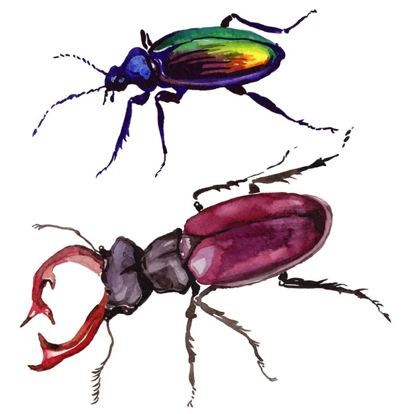 Exotic beetle wild insect in a watercolor style isolated. — Stock Photo, Image