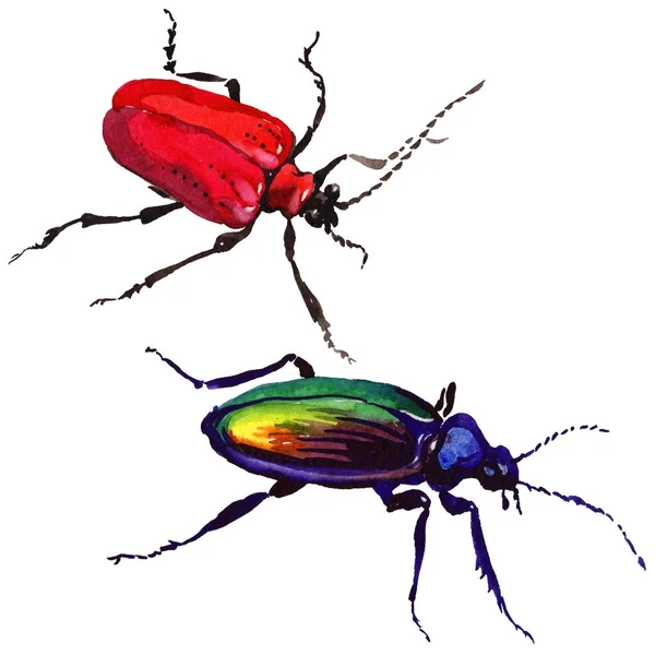 Exotické brouk divoký hmyz ve stylu akvarelu, samostatný. — Stock fotografie