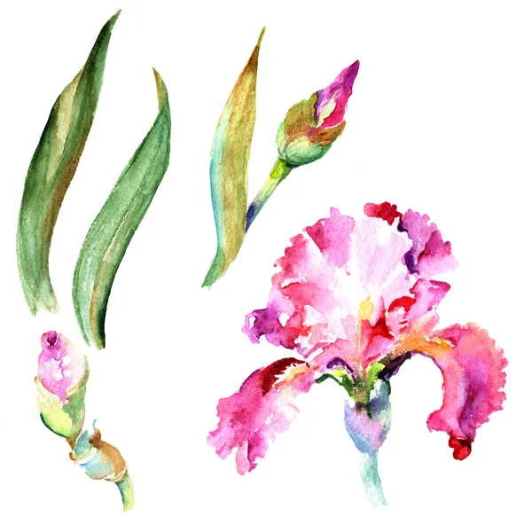 Wildflower iris flower w stylu przypominającym akwarele na białym tle. — Zdjęcie stockowe