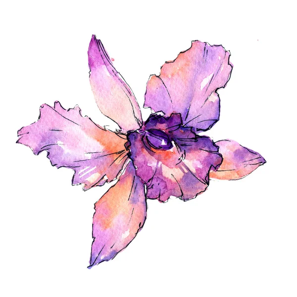 Wildflower orchid flower in a watercolor style isolated. — Stock Photo, Image