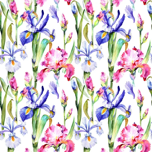 Kır çiçeği Iris çiçek deseni suluboya tarzında.